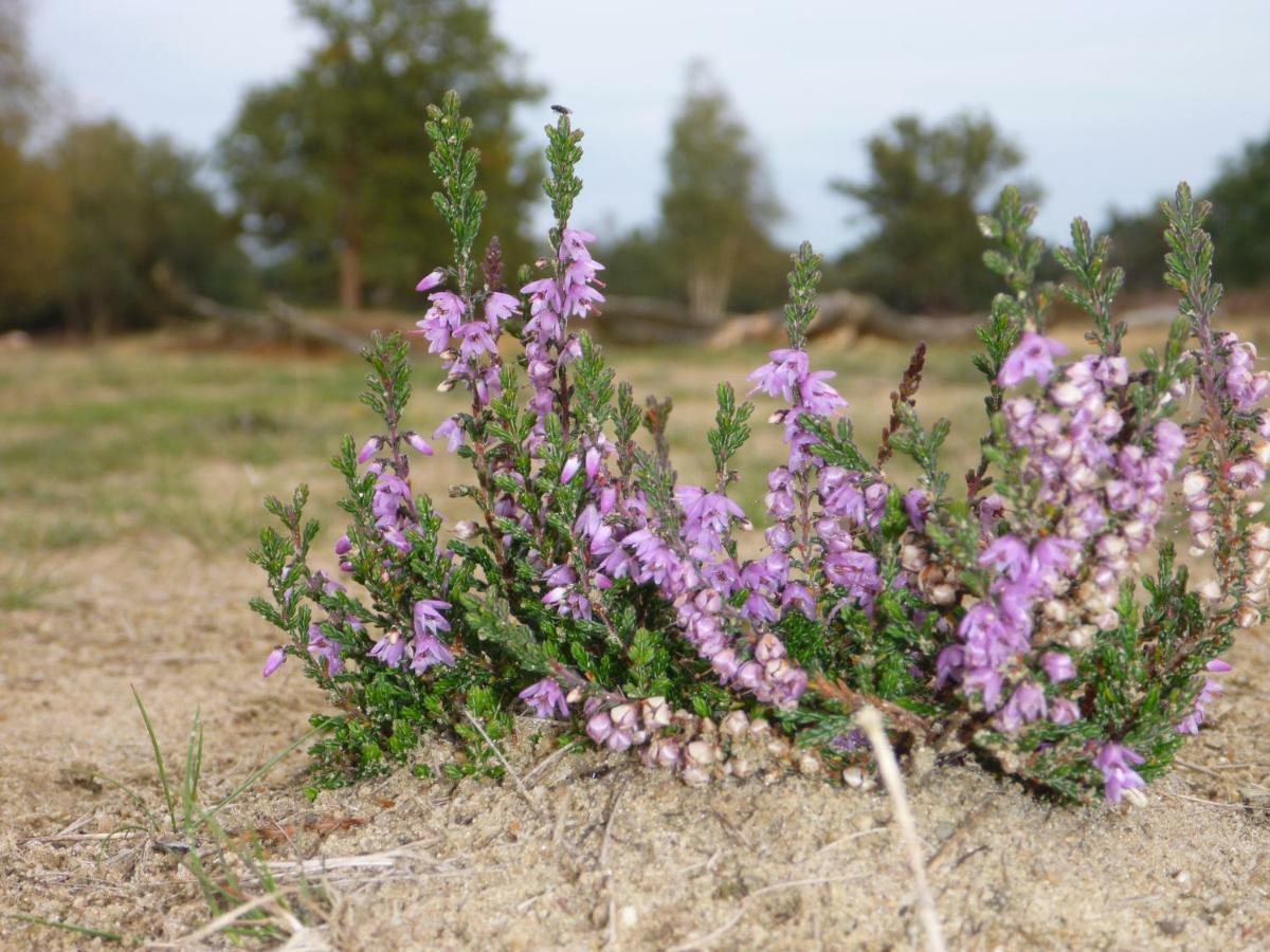 Holiday home Bos En Heide Otterlo